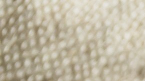 La piña es una fruta versátil que puedes consumir de diferentes maneras, e incluso puedes congelarla.