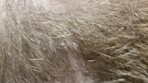 El príncipe Harry en la mira: un juez exige que se publique su petición de visado