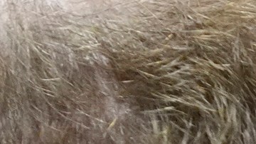 El príncipe Harry en la mira: un juez exige que se publique su petición de visado