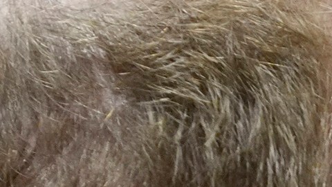 El príncipe Harry en la mira: un juez exige que se publique su petición de visado