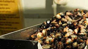 El maíz con el que trabajan viene directamente de pequeños productores en México y lo transforman en el restaurante a través de la nixtamalización