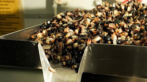 El maíz con el que trabajan viene directamente de pequeños productores en México y lo transforman en el restaurante a través de la nixtamalización