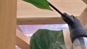 El alcalde Eric Adams buscará su reelección en noviembre como independiente