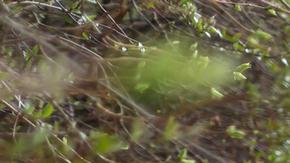 Los soldados desparecieron durante unos ejercicios en un campo de entrenamiento de Pabrade