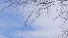 Harvard rechazó las exigencias enviadas por el grupo de trabajo federal contra el antisemitismo.