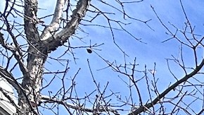 El anuncio pone en riesgo $9,000 millones de dólares en subvenciones federales.