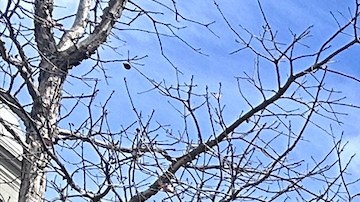 El anuncio pone en riesgo $9,000 millones de dólares en subvenciones federales.