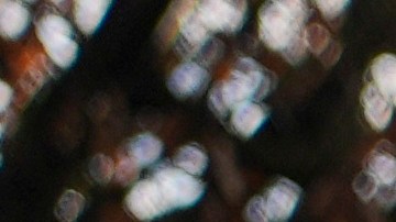 La ley amenazaba con privar a las personas transgénero de su derecho constitucional a la igualdad.