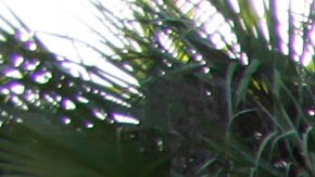 Estudiantes en Florida International University