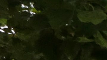 Los críticos de la demanda de certificación expresaron que entraba en conflicto con la promesa de Trump de devolver la educación a las escuelas y los estados.