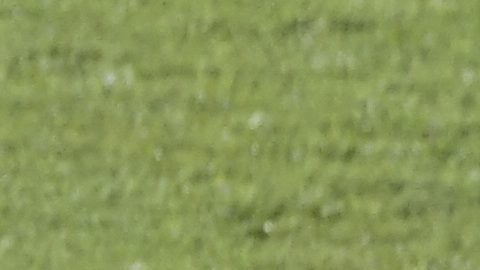 TAS anunció fecha para escuchar los argumentos de León para participar en el Mundial de Clubes