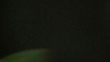 Newson indicó que su administración buscaría nuevos acuerdos comerciales con socios internacionales para eximir a California de los aranceles represalia.