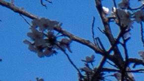 Visitantes caminan por una sección inundada del malecón entre los cerezos en flor a lo largo de la Cuenca Tidal, Washington.