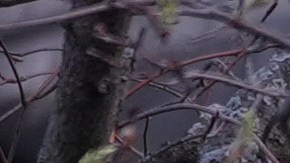 Señalan que el clima extremo es resultado del calentamiento diurno.