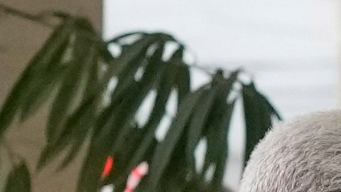 Esposa de Octavio Dotel rompe el silencio tras la muerte del ex pelotero en la tragedia de Jet Set - El Diario NY