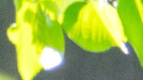 Actualmente una bandera se encuentra en la azotea de la Casa Blanca.