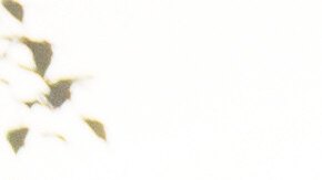 Afirman que fueron colocados estratégicamente para ser retratados.