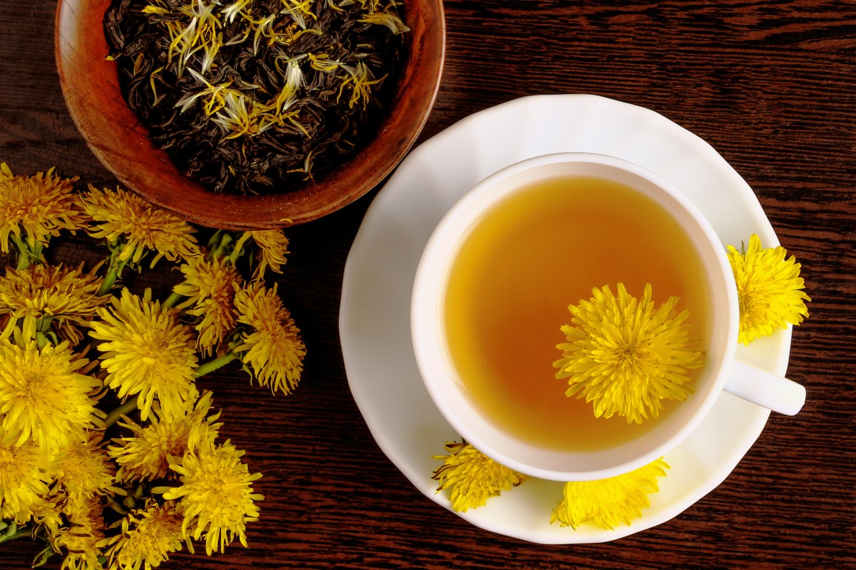 Infusión de diente de León: aliado natural para eliminar las toxinas
