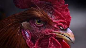 Gallos