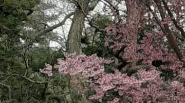 Cerezos en flor: primavera en Central Park, NYC.