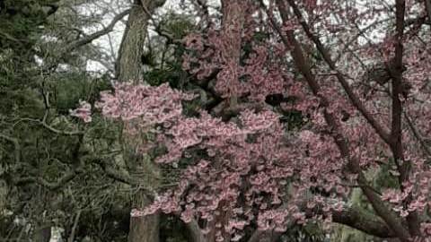 Cerezos en flor: primavera en Central Park, NYC.