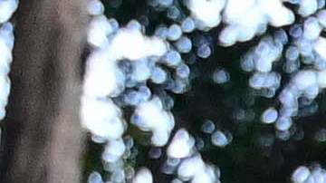 Israel Reyes destaca la labor de André Jardine tras llegar al Améica.