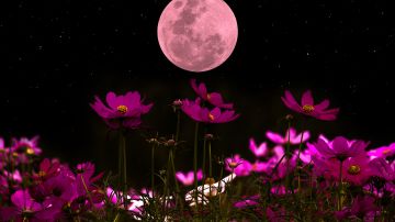 Luna Rosa