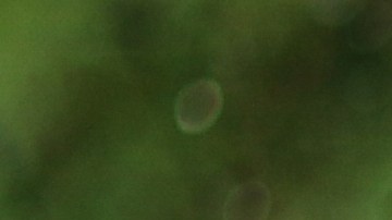 Agua grifo