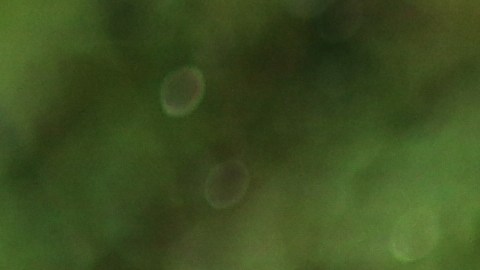 Agua grifo