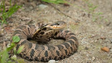 Serpiente