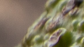 Aprende un sencillo truco para evitar que el aguacate se oscurezca.