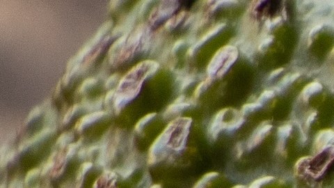 Aprende un sencillo truco para evitar que el aguacate se oscurezca.