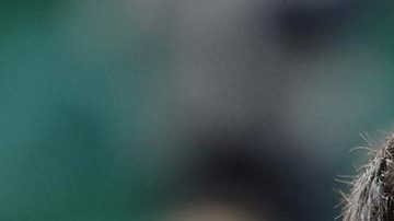 Carlos Alcaraz se proclamó campeón del Masters 1000 de Montecarlo tras remontar al italiano Lorenzo Musetti.