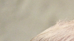 Tribunal frena intento de desacato contra gobierno de Trump por expulsiones a El Salvador