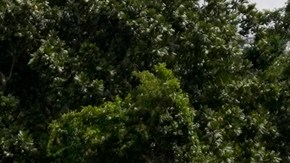 Panamá anunció el cierre de la selva del Darién: "Misión cumplida"