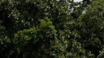 Panamá anunció el cierre de la selva del Darién: "Misión cumplida"