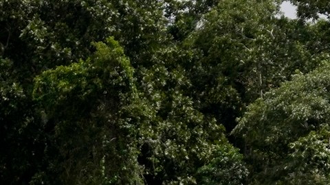 Panamá anunció el cierre de la selva del Darién: "Misión cumplida"