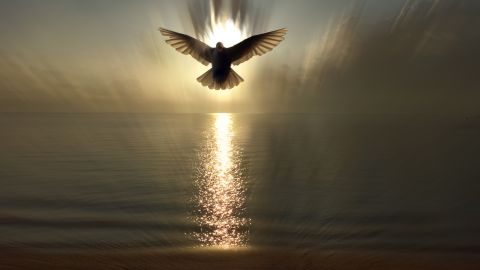 Silhouette,Of,Spiritual,Pigeon,Bird,Flying,Over,The,Sea,With