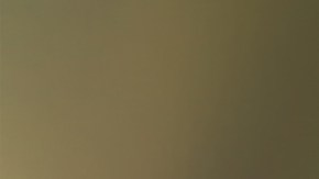 La investigación revela que muchos de los cuerpos de los animales nunca llegaron a ser cremados.