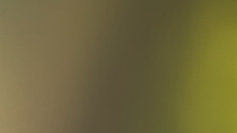 La investigación revela que muchos de los cuerpos de los animales nunca llegaron a ser cremados.