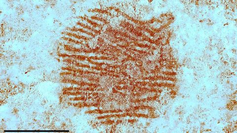 Huella Neandertal