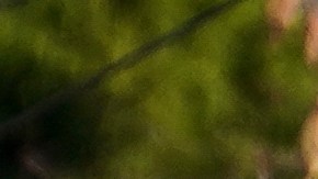 Se desconoce la causa de sus muertes. La investigación está en curso.