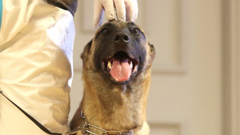 La Brigada de Crueldad Animal del Departamento de Policía de Nueva York (NYPD) ha iniciado una investigación sobre el asunto.