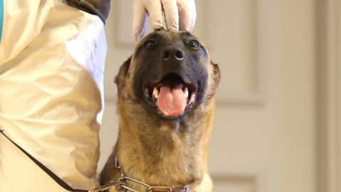 La Brigada de Crueldad Animal del Departamento de Policía de Nueva York (NYPD) ha iniciado una investigación sobre el asunto.