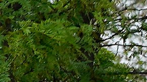 El producto de limpieza que vende Costco a $40