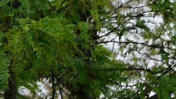 El producto de limpieza que vende Costco a $40