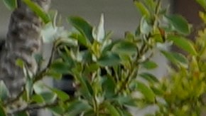 Agentes de ICE arrestan a migrante en California