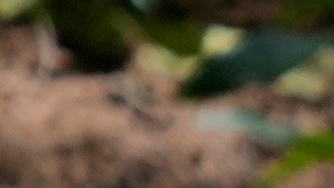 Cráneos son objetos codiciados por cazadores ilegales.