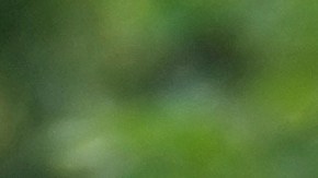 El DHS prohibió a la universidad inscribir alumnos extranjeros.