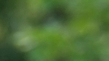 El DHS prohibió a la universidad inscribir alumnos extranjeros.